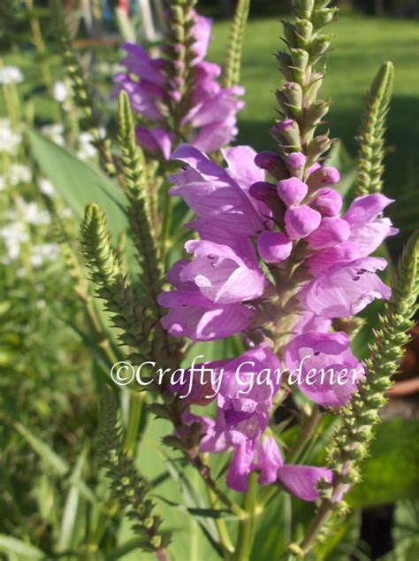 Plant Profile: Obedient Plant - craftygardener.ca