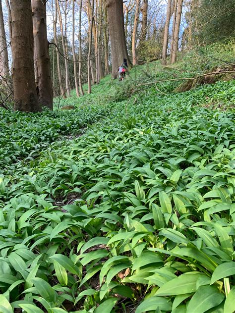 Wild garlic recipes - wild garlic pesto & wild garlic salt - Chalk & Moss