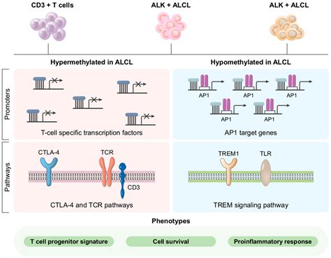 Cancers | Free Full-Text | Anaplastic Large Cell Lymphoma: Molecular Pathogenesis and Treatment