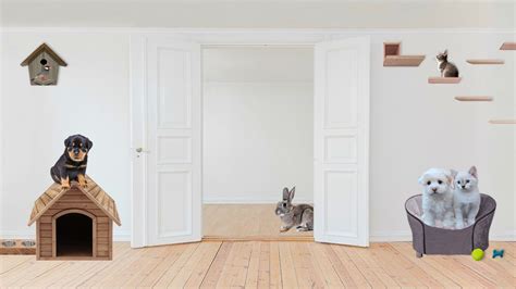 Create A Safe & Pet Friendly Home That Doesn't Cost A Fortune - Petmoo