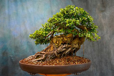 'Green Island' Ficus Root-Over-Rock - *Wigert's Specimen Tree* - Wigert's Bonsai