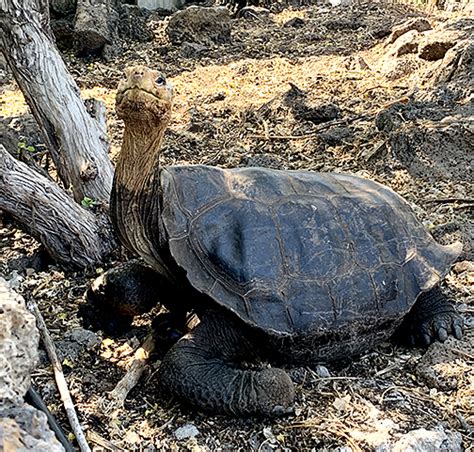 Darwin Research Center – Saddleback Tortoise | UToledo News