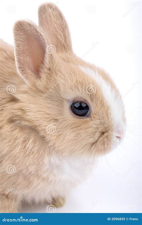 Cute Brown-white Baby Rabbit, Stock Image - Image: 2096835