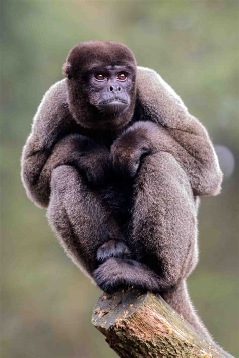 11 Incredible Amazon Rainforest Monkeys • I Heart Brazil