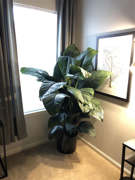 I Think I Overdid It! My New Peace Lily (Spathiphyllum “Sensation”) Is Too Big for my Apartment ...