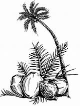 Coconut coloring pages Download And Print sketch template