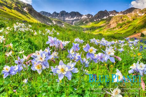 Colorado Blue Columbine of Rocky Mountains | Blue Planet Archive