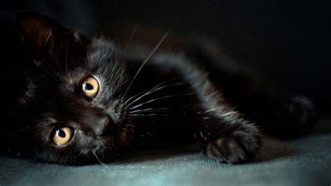 cat, Animals, Black Cats Wallpapers HD / Desktop and Mobile Backgrounds