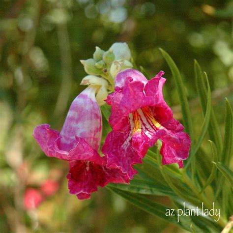 A Flowering Willow.....A Lesser Known Tree for the Garden - Ramblings ...