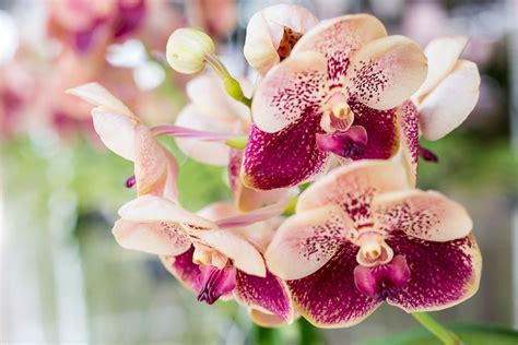 Are Orchids Edible? - OrchidRepublic