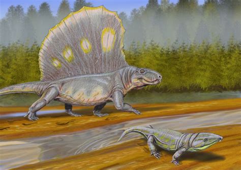 10 Facts About Dimetrodon, the Non-Dinosaur "Dinosaur"