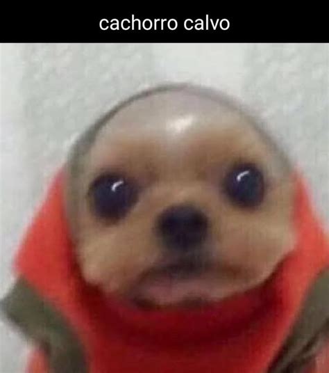 Cachorro calvo - iFunny Brazil