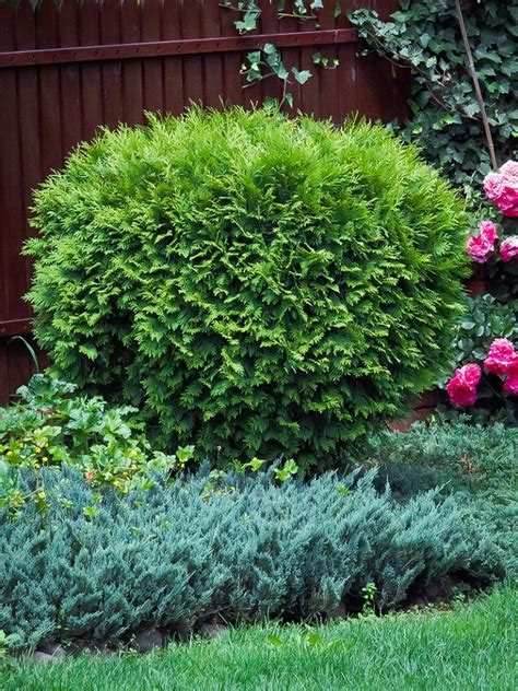 Little Giant Arborvitae | Giant arborvitae, Arborvitae, How to trim bushes