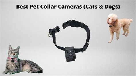 Top 5 Best Cat Collar Cameras in 2024 | TechnoMEOW