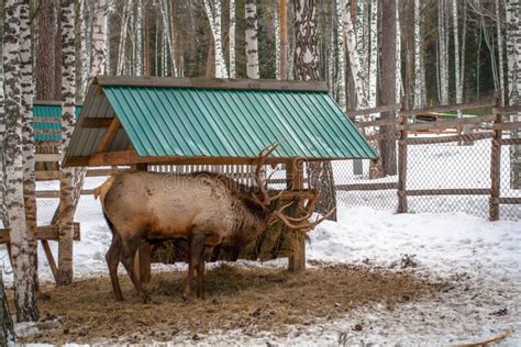 Deer Feeding in Winter stock image. Image of green, life - 36603667