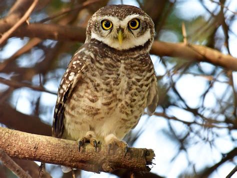 Spotted Owlet - eBird