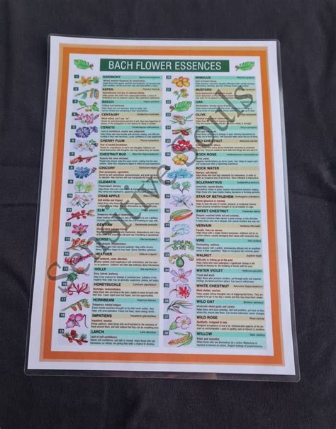 Bach Flower Essences information chart | Etsy | Flower essences, Bach ...