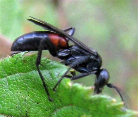 small black wasp with red patch - Arachnospila - BugGuide.Net