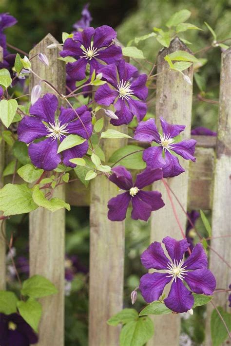 12 plantes à fleurs grimpantes à croissance rapide pour un jardin impressionnant | Fleur ...