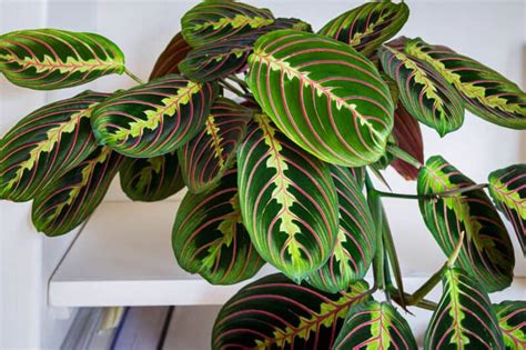 Prayer Plant Varieties: Which Prayer Plant Do You Have? - The Healthy Houseplant