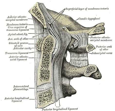 Median atlanto-occipital and atlantoaxial joints (Gray's illustration ...