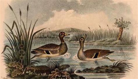 Mallard Duck Nesting Habits | Sciencing