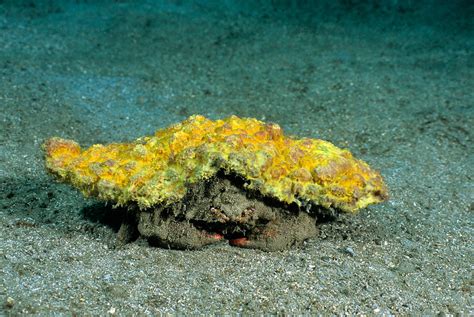 Redeye Sponge Crab Dromia Erythropus Photograph by Andrew J. Martinez