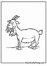 Billy Goat Coloring Pages sketch template
