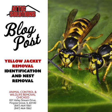 Yellow Jacket Removal - Identification and Nest Removal