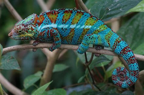 70+ Types of Chameleons (With Pictures): Chameleon Species Guide