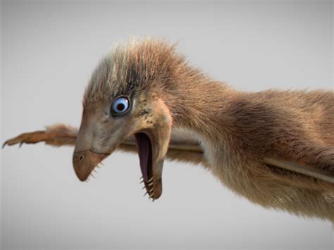 New species of 'fierce' tiny dinosaurs with bat-like wings is ...