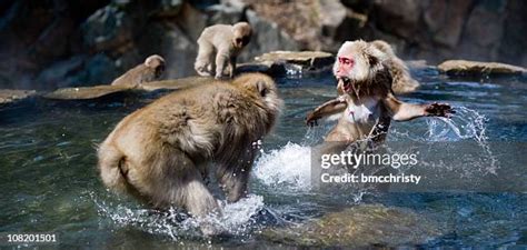 Monkey Fight Photos and Premium High Res Pictures - Getty Images