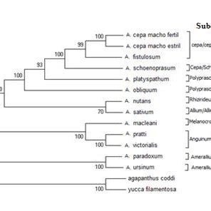 Amaryllidaceae family species and their respective characteristics ...