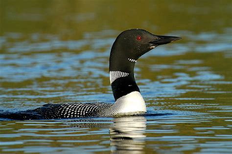 State Bird of Minnesota | Common Loon