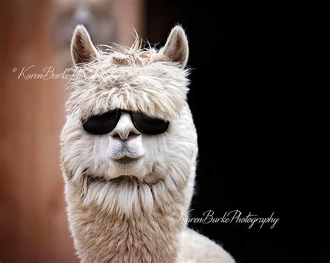 Funny Alpaca Print, Alpaca Photography, Funny Animals, Animals in ...