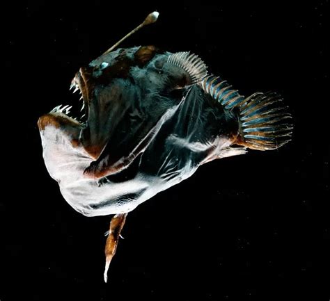 Anglerfish Mating | Male | Facts | Ark | Pictures | Size