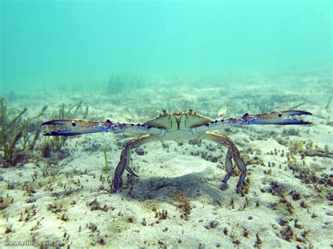 Blue Swimmer Crab | A Blue Swimmer Crab (Portunus pelagicus)… | Flickr