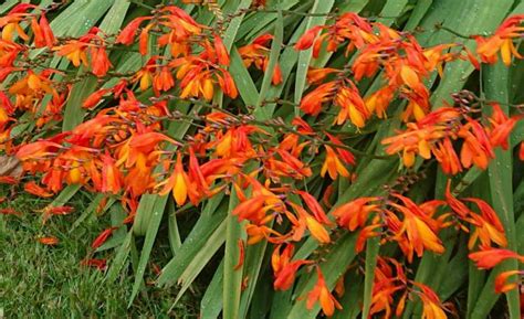 Crocosmia Not Flowering? (How to Solve it) – Gardener Report