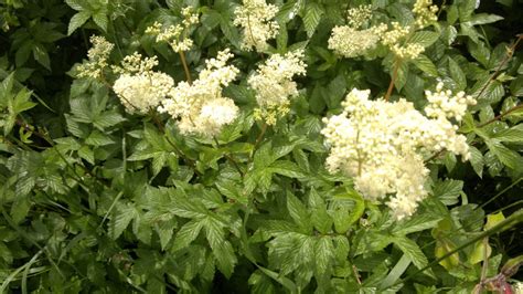 Meadowsweet – Identification, distribution, edibility, ecology ...