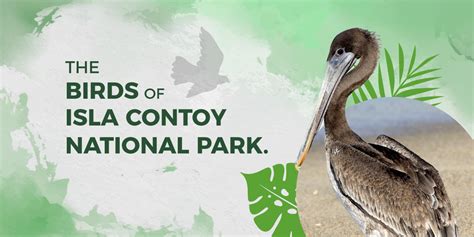 The birds of Isla Contoy National Park