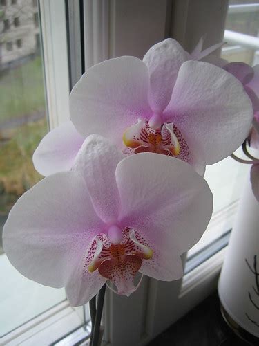 White and light pink orchid | Cathrine Johansson | Flickr