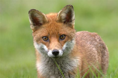 Red Fox - Sheffield & Rotherham Wildlife Trust