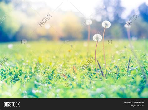 Nature Background Image & Photo (Free Trial) | Bigstock