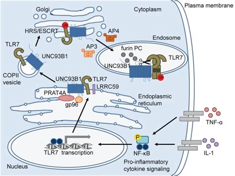 The Toll for Trafficking: Toll-Like Receptor 7 Delivery to the Endosome ...