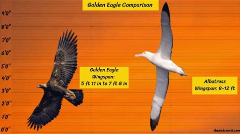 Golden Eagle Wingspan: How Big Is It Compared To Others?