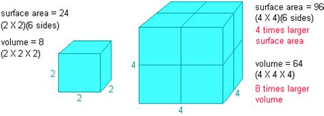 Nature. Observation. Discovery. Community.: Friday Field Notes: On Bergmann's Rule, Ratios, and ...