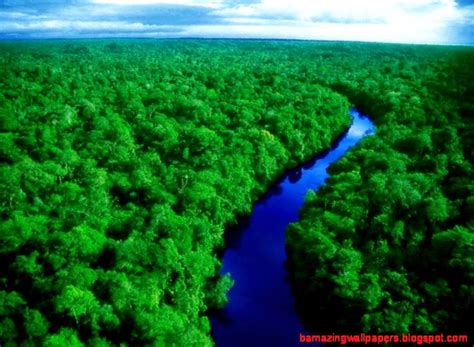 Amazon Rainforest Wallpaper | Amazing Wallpapers