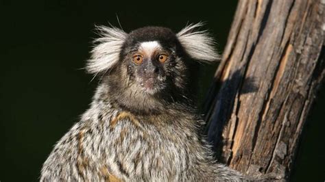 marmoset | Description, Habitat, & Facts | Britannica