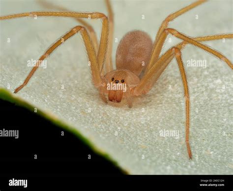 Mediterranean recluse spider, violin spider (Loxosceles rufescens), Brown recluse spider, in its ...