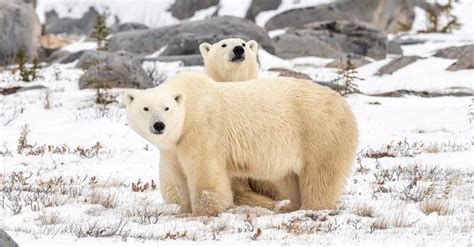 Rendezvous with the Ice Bear - Photographing Polar Bears in Churchill.